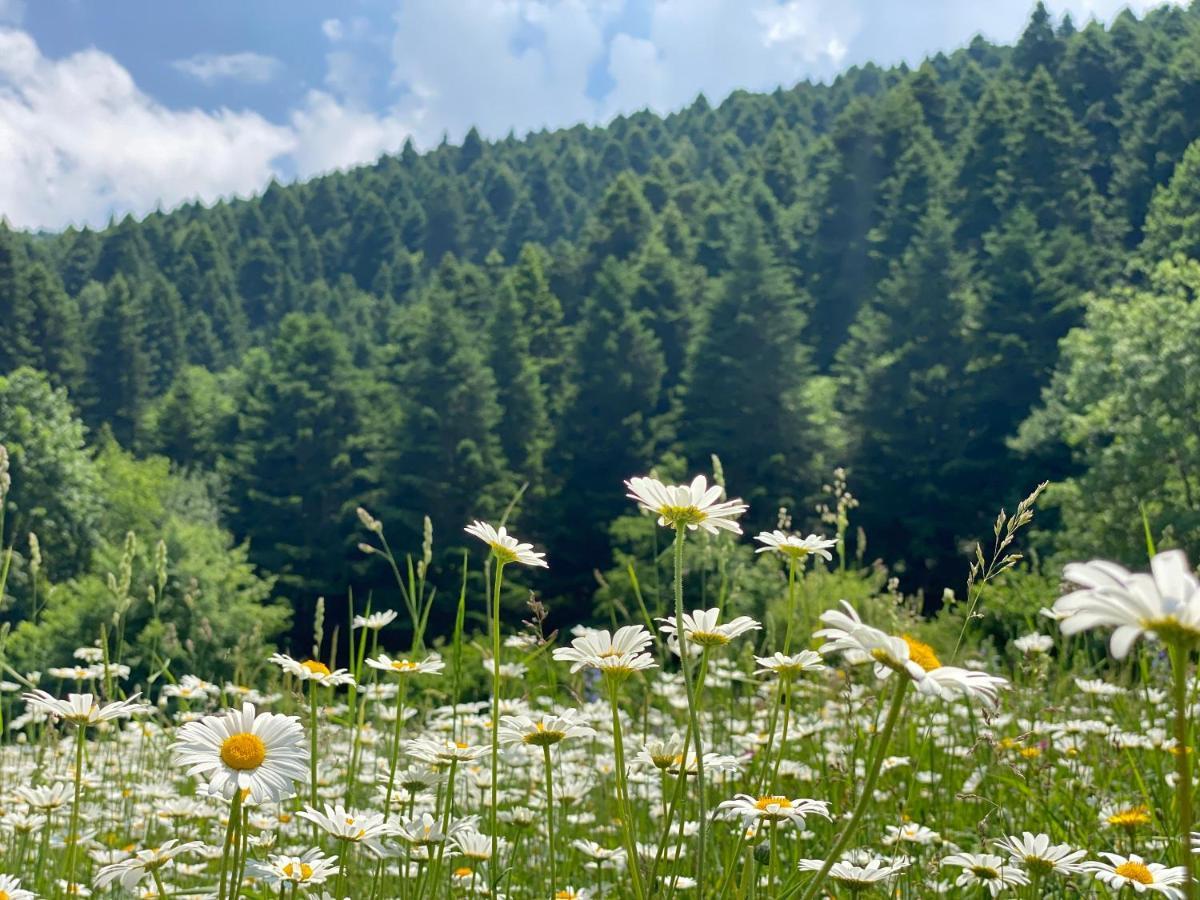 Wild Escape Racha Villa Ambrolauri Dış mekan fotoğraf